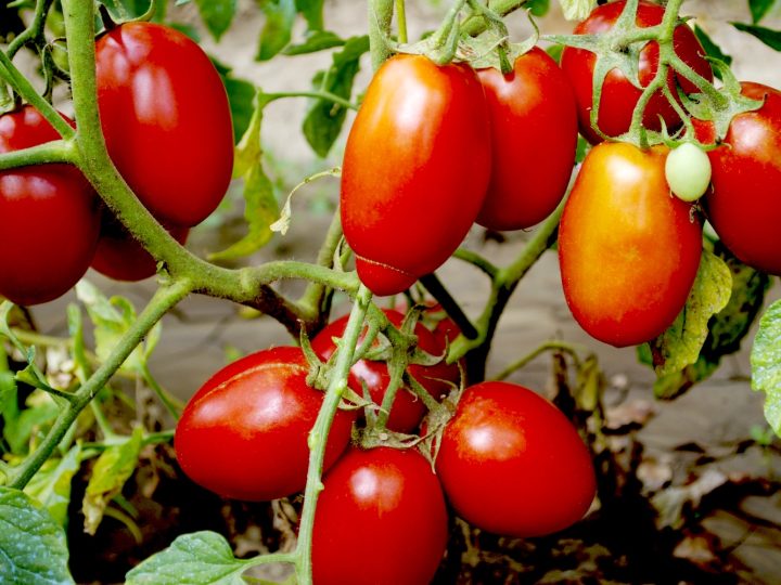 Weshalb unser Gartenjäger nicht nach Fleisch schmeckt.